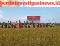 Panen Perdana Padi Demplot Organik Babinsa Bersama Petani Ciptakan Terobosan Terbaru