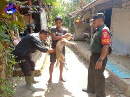 Peran Aktif Babinsa Atensi Vaksinasi Rabies Hewan Peliharaan