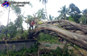 Singkirkan Pohon Tumbang Yang Menutupi Jalan Raya Taro