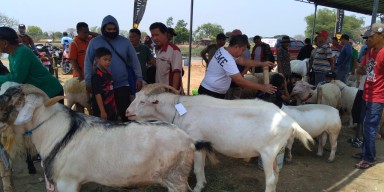 Wakil Bupati Sidoarjo Gelar Acara Silaturahmi Antar Peternak Kambing Domba, Untuk Meningkatkan Ketahanan Pangan di Wilayah Sidoarjo