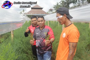 Bukti Keberhasilan Pembinaan, Lapas Narkotika Bangli Panen Asparagus setiap Hari