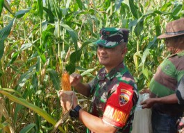 Wujudkan Ketahanan Pangan Wilayah, Dandim Tabanan Pimpin Panen Raya Jagung