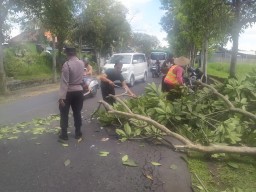 Polsek Abiansemal, Sigap Tangani Pohon Tumbang ke Ruas Jalan