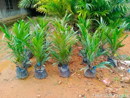 Penyaluran Bantuan Bibit Kelapa Sawit Melalui Dinas Ketahanan Pangan dan Pertanian (Distan-KP) Kabupaten Sukamara Tepat Sasaran