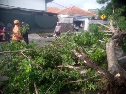 Gercep, Polisi Kota Kediri Evakuasi Pohon Tumbang Akibat Curah Hujan Tinggi
