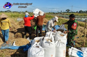 Dukung Program Hanpangan Wilayah Binaan, Babinsa Bantu Petani Panen Padi