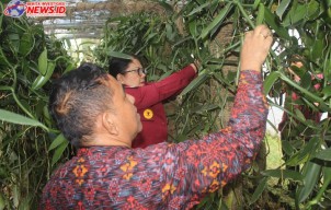 Panen Perdana Budidaya Vanili, Lapastik Bangli Terima Apresiasi Langsung dari Kakanwil