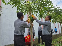 Lapas Narkotika Kelas IIA Pamekasan Gelar Panen Pepaya California, Dukung Program Ketahanan Pangan Nasional