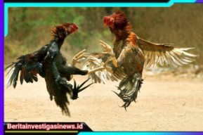 Judi Sabung Ayam di Tanjung Bumi Kian Marak, Beranikah Kapolres Bangkalan Menindak dan Menutupnya ?