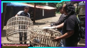Polres Nganjuk Bongkar Arena Sabung Ayam di Ngronggot