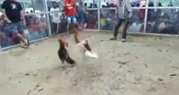 Menjelang Bulan Puasa, Masyarakat Keluhkan Judi Sabung Ayam Piso di Kayuwatu Manado