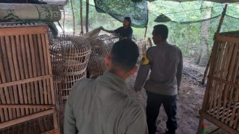 Polres Nganjuk Tindak Lanjut Dugaan Sabung Ayam di Bagor