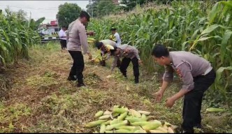 Panen Jagung Tahap 4 : Polres Pelabuhan Tanjung Perak Terus Dukung Ketahanan Pangan