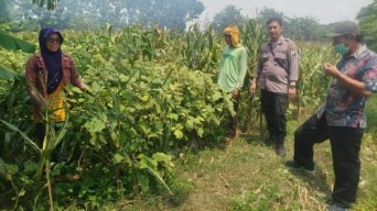 Dukung Ketahanan Pangan, Polsek Baron Pantau Pemanfaatan Lahan Pekarangan