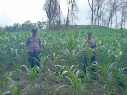 Tanam Jagung Lagi, Polres Nganjuk Wujudkan Ketahanan Pangan Berkelanjutan