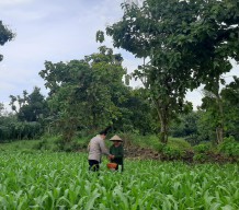 Dukung Ketahanan Pangan, Bhabinkamtibmas Polsek Lengkong Pantau Tanaman Jagung di Pekarangan Warga