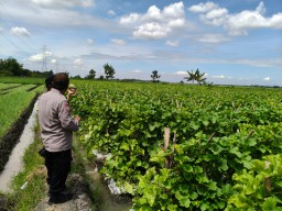 Pemantauan Tanaman Melon, Polres Nganjuk Dukung Ketahanan Pangan di Wilangan