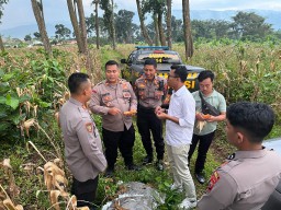 Dukung Ketahanan Pangan sejumlah pejabat Polres Pasuruan Cek Kualitas Jagung siap panen 