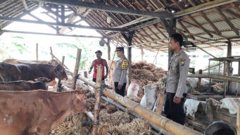 Manfaatkan Pekarangan, Polsek Patianrowo Dorong Ketahanan Pangan Lewat Peternakan Sapi