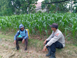 Bhabinkamtibmas Pace Dorong Ketahanan Pangan Lewat Pemanfaatan Pekarangan Warga