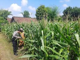 Pemantauan Tanaman Jagung untuk Mendukung Program Ketahanan Pangan di Desa Sumbermiri