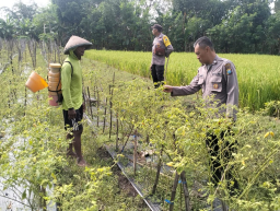 Optimalisasi Lahan Sela, Polsek Rejoso Dorong Ketahanan Pangan di Desa Talang