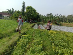 Polsek Ngronggot Dorong Ketahanan Pangan Lewat Pemanfaatan Lahan Cabe di Dadapan