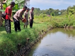 Dukung Ketahanan Pangan, Kapolsek Bagor Tinjau Budidaya Lele Pekarangan Warga Petak