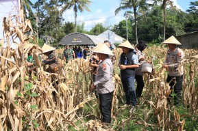Polres Malang Panen Raya Jagung Dukung Ketahanan Pangan Nasional
