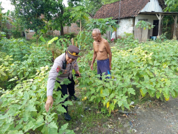 Wujudkan Kemandirian Pangan, Polsek Patianrowo Dampingi Warga Kelola Pekarangan