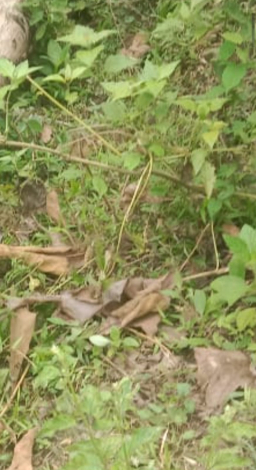 Klarifikasi: Tidak Benar Telah Terjadi Penebangan Liar di Kawasan Perhutani Cikeusik-Cibingbin