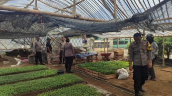 Polsek Kertosono Dukung Program Asta Cita Ketahanan Pangan Lewat Pembibitan Cabe dan Terong