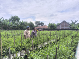 Tanam Cabai Bernilai Ekonomi Tinggi, Warga Prayungan Dukung Ketahanan Pangan