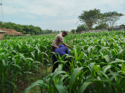 Wujudkan Ketahanan Pangan, Polsek Patianrowo Manfaatkan Lahan Depan Pos Polisi Jadi Kebun Produktif