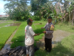 Polsek Ngronggot Serahkan Bibit Padi untuk Dukung Ketahanan Pangan Warga