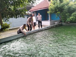 Budidaya Ikan Nila, Upaya Bhabinkamtibmas dan Warga Pehserut Dukung Ketahanan Pangan