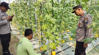 Budidaya Melon ala Green House Jadi Inspirasi, Kapolsek Warujayeng Beri Dukungan 