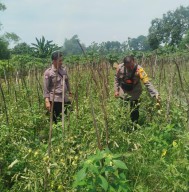 Bhabinkamtibmas Polsek Baron Dampingi Petani Manfaatkan Lahan Sela untuk Tanaman Terong