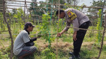Pemanfaatan Lahan Pekarangan di Desa Sidoharjo Dukung Program Ketahanan Pangan