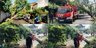 ‎"Pontowuisang Pimpin Respons Cepat DLH Manado Tangani Pohon Tumbang Akibat Cuaca Ekstrem"