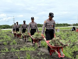 Live In' : Siswa Diktukba SPN Polda Jatim Bantu Petani Bawang Merah di Nganjuk