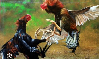Sempat Dibubarkan Arena Judi Sabung Ayam di Desa Belung Poncokusumo Malang Kembali Dibuka Untuk Umum