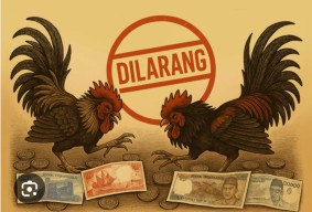Perjudian Sabung Ayam di Cangar Bulukerto Batu Malang Hampir Setiap Hari Ramai 