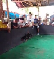 Sempat Tutup Perjudian Sabung Ayam di Karang Duren, Balung Jember, Kini Beraktivitas Kembali