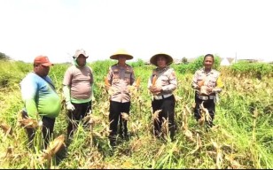 Kapolsek Wonoayu Bersama Warga Simoketawang Petik Jagung