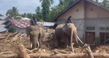 Sinergi Polri dan BKSDA : Gajah Dikerahkan Bersihkan Material Banjir di Pidie Jaya