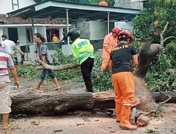 Respon cepat Kapolsek Ngronggot bersama BPBD pemdes Kaloran evakuasi pohon Tumbang di bulakmiri