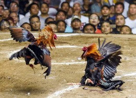 Sabung Ayam Makin Marak, Polsek Jenggawah Tak Ada Nyali