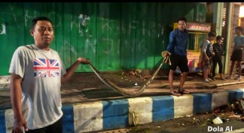Ular Sawah 3 Meter Gegerkan Warga Sampang Madura