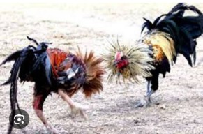 Sabung Ayam dan Perjudian Dadu di Desa Bades Pasirian Lumajang Sangat Meresahkan Warga Sekitar